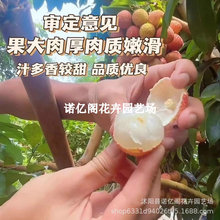 稀有果树苗新品种马贵荔正宗嫁接苗晚熟八月立秋十月金荔枝果苗