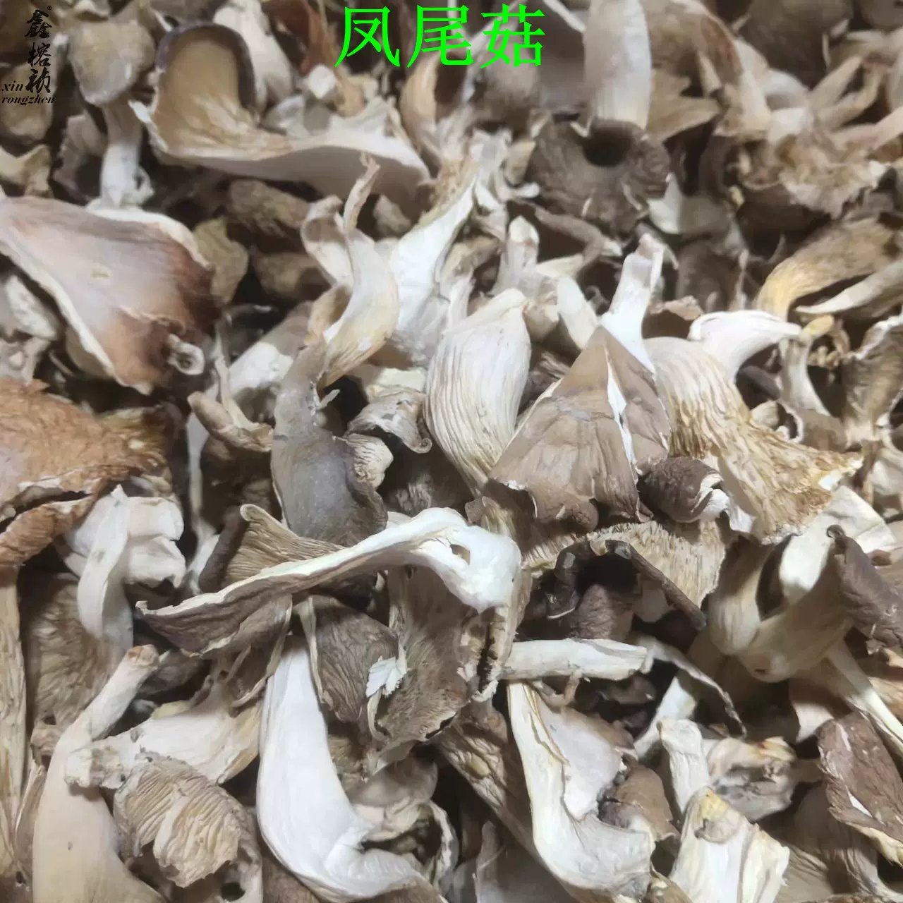 鑫榕钰    凤尾菇产地批发菌汤包火锅食材直供