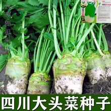 �����^�˷N���Ĵ����ե�˸��������＾�����ݲ��߲˾��x�·N