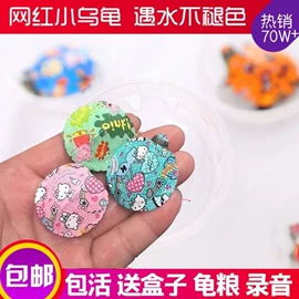 观赏龟、鳖;鱼缸;造景/装饰