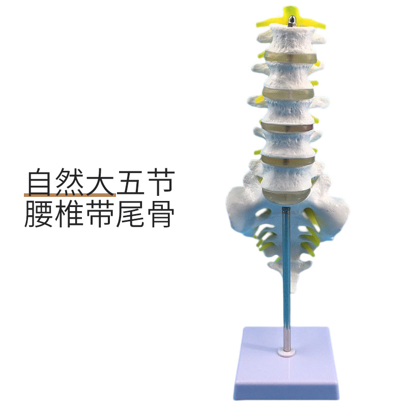 �����׵������ģ�� ����ģ�� ���ģ�� �������ģ�� �ɹ�׵����