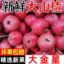 金星山楂5斤山楂鲜果包邮新鲜级大果零食糖葫芦独立包装冰糖葫芦