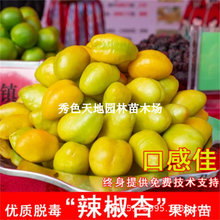 �޽������Ә�����Ʒ�N�����S�����ͺ����Ϸ��Nֲ����Y���������