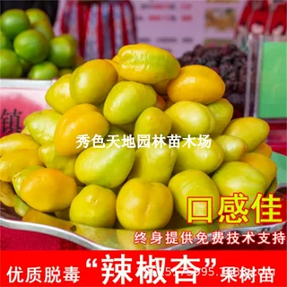 嫁接辣椒杏树苗新品种晚熟黄金杏耐寒北南方种植当年结果果树果苗