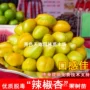南方嫁接种植耐寒杏树苗