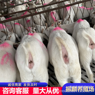 ������ɽ�� �s������� ������ɽ�� �����ʸ� ɽ�|�Bֳ��