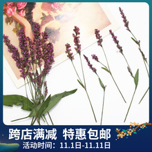 ޤ�ݼt�ݻ�ԭֲ��˱��ֹ����z�֙C�������ƿ������޹�滨�ɻ�