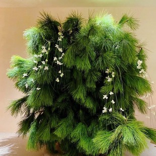 Wedding Decoration Masson Pine Christmas Tree Masson Pine Wedding Decoration First-Cut Plant Niche Wild Luxury Green Pine Green Plant