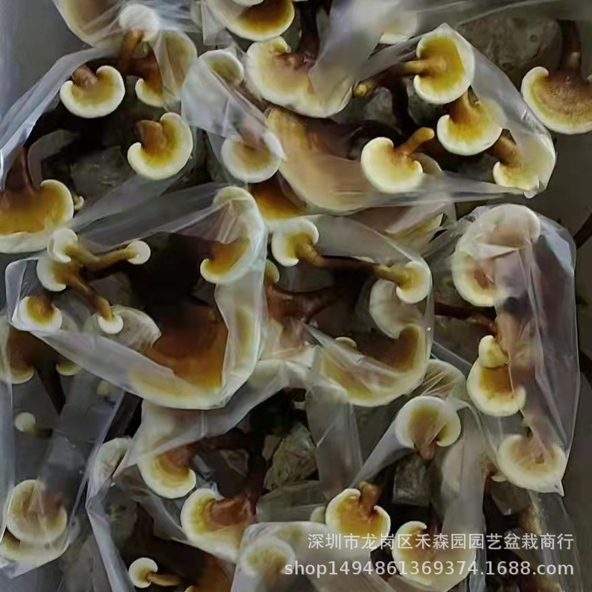 食用观赏活体灵芝盆景盆栽蘑菇灵芝菌包菌种植灵芝苗基地批发直供-阿里巴巴