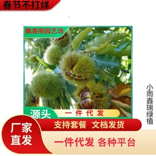 һ�����l̩ɽ�t����������޽Ӵ�t��ɽ�����F�����ϱ����Nֲ��