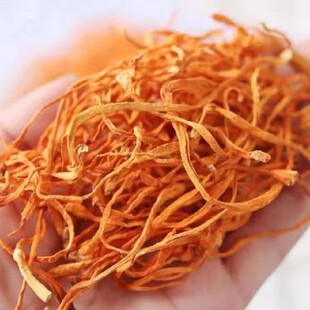 500g  Cordyceps Sinensis Mushroom Fungus Cordyceps Militaris
