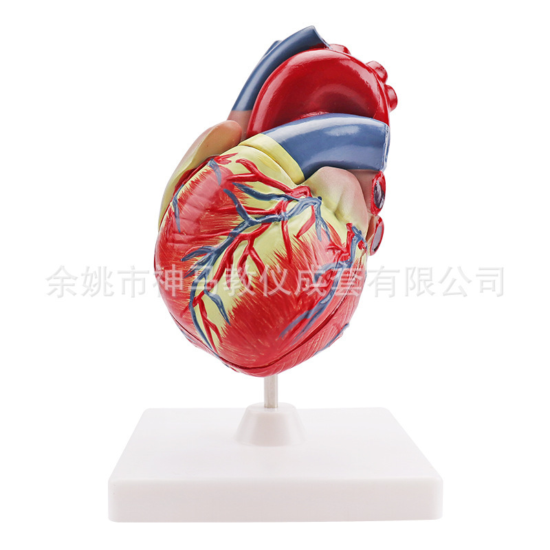 33207 triple human heart anatomy Model 3:1 two parts human viscera medical anatomy model