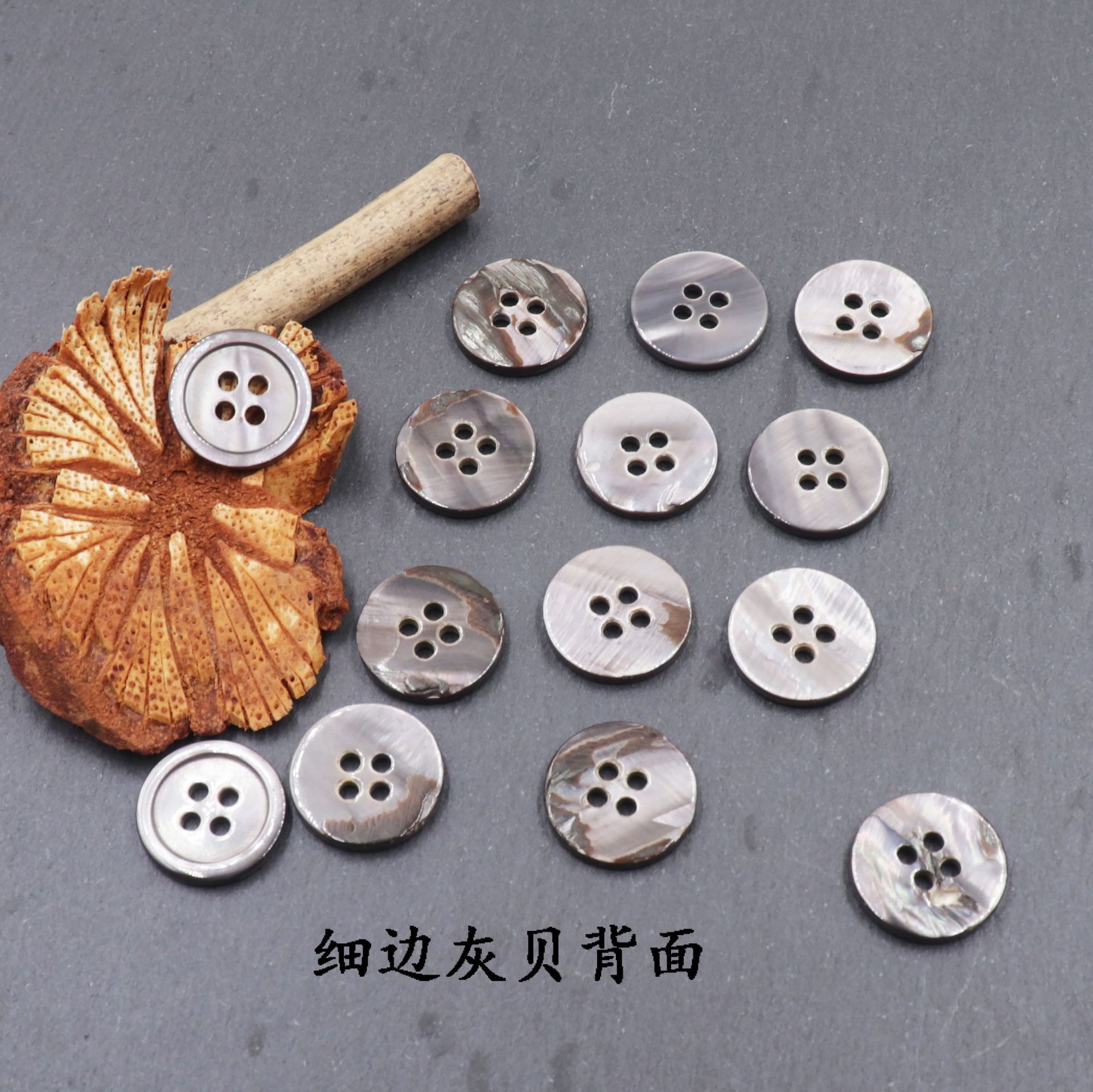 细边四眼灰贝 (3).JPG