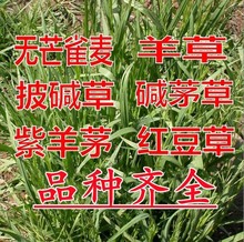 披碱草种籽碱茅草紫羊茅红豆草无芒雀麦耐旱护坡固土绿化草坪草籽