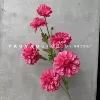 6 cowanta chrysanthemum