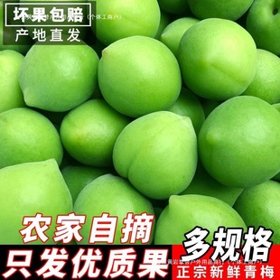 ���]���r��÷���Fժ�����ϸ�ɽҰ����÷���ݾƽ���ˮ����÷�r��