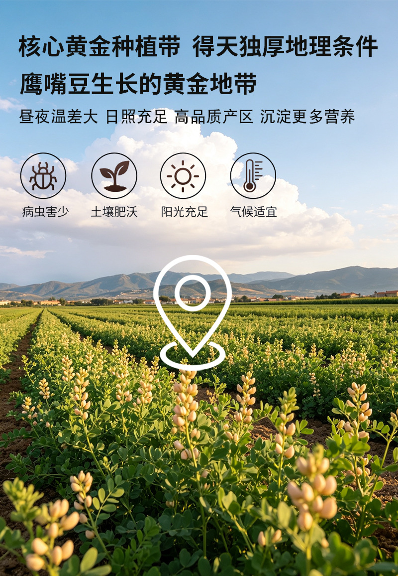 Roasted Chickpeas Ying Zui Dou Cicer arietinum Cooked Whole Beans for Soy Milk Grinding and Baking Bulk 25kg Bag preparation