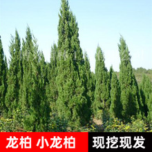 ؘ؂ȰͥԺеL@ֹ̾Gľļ