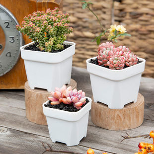 Succulent Flower Pot Sedum Small Square Pot Large Old Pile Korean Cactus Succulent Small White Square Pot Plastic Black Square Thickeneded