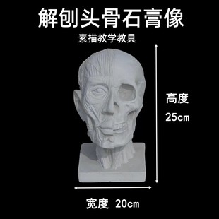 Anatomy skull plaster plaster head portrait teaching tool mold sketch still life sketch art head portrait still life decoration