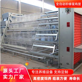 全自动阶梯式蛋鸡笼自动喂料清粪养鸡设备 养殖场鸡舍鸡笼子
