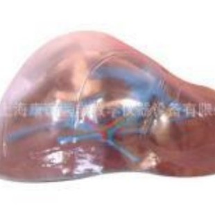 Kay-L1083 Transparent Liver Model Transparent Liver Model Human Anatomy Medical Model