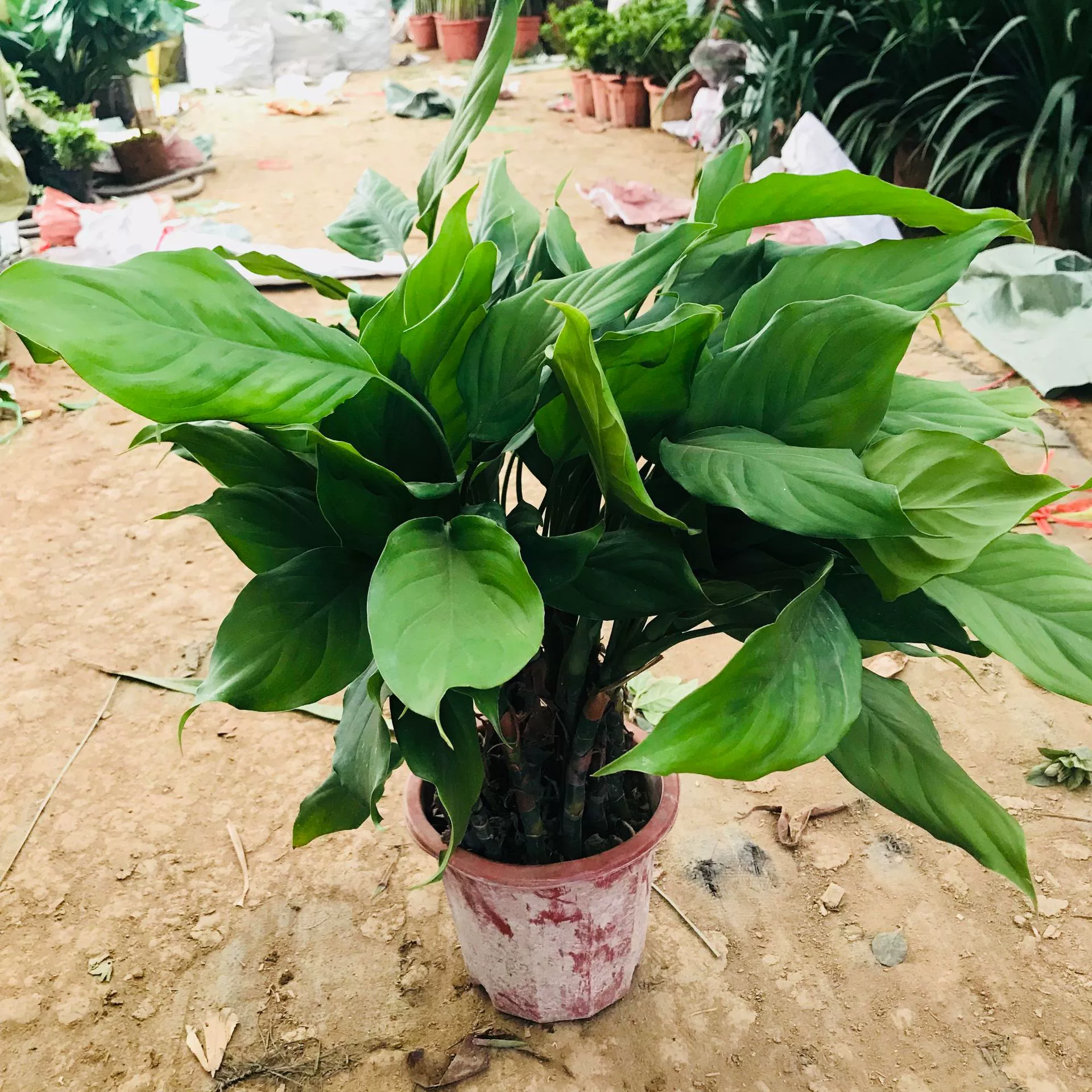 Вечнозеленые растения в горшках Поглощающий формальдегид в помещении для очистки воздушных растений Вечнозеленые крупнолистовые золотые бриллианты Хорошее повышение комнатных растений