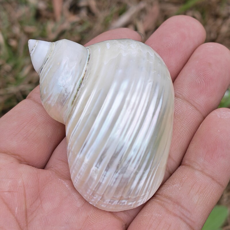 Spare Shell for Hermit Crab, Silver-Mouthed Salamander, Pet Landscaping Decoration, Handmade DIY Spare Shell for Hermit Crab, Silver-Mouthed Salamander, Pet Landscaping Decoration, Handmade DIY