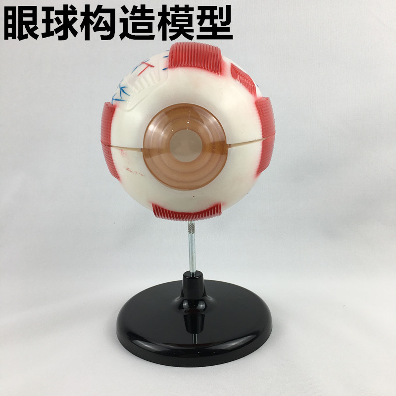 眼球模型眼球构造模型6倍放大科学实验器材中小学科学实验仪器