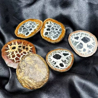 跨境热销天然龟纹石切片摆件水晶原石切片古生物家居办公室摆件