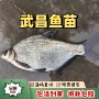 湖北武昌食用养殖鱼苗