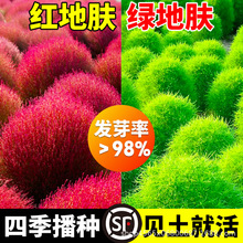 wԷNݼtG~Fш@־^^pGļN