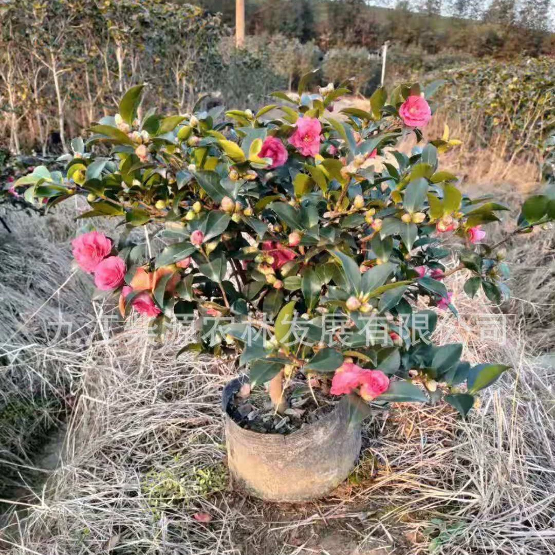 Камелия 1m Цена камелии базовая 80cm Сколько стоит рассада камелии? Шарик камелии Цветение сливы камелии