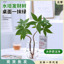 发财树盆栽绿植水培植物室内桌面办公室水养好养净化空气金钱树苗