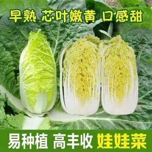 �ļ������޲˷N�� �S�����޲˷N�� ���Ѵ������ļ����N�߲˷N��