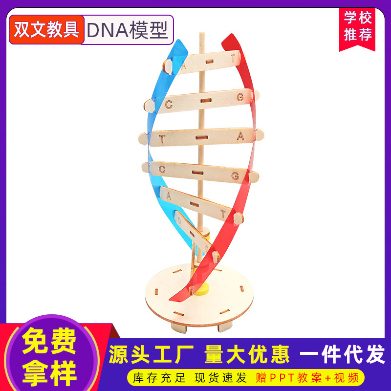 Ciencia y Tecnología pequeña producción DIY humano gen ADN doble hélice modelo biológico ciencia experimental equipo popular ciencia material didáctico