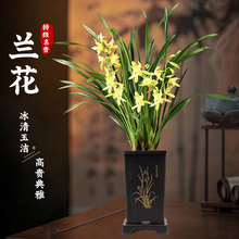 兰花盆栽浓香型大苗四季开花名贵建兰花卉室内绿植盆栽