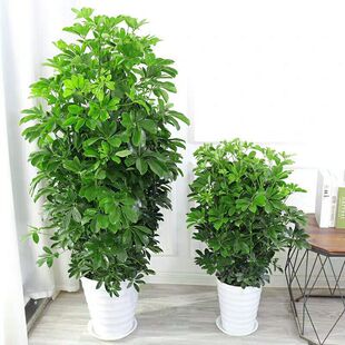 ��Ʒ���_ľ������˷���ؔ�lؔ���ÿ͏d�û���Bֲ���ļ�����