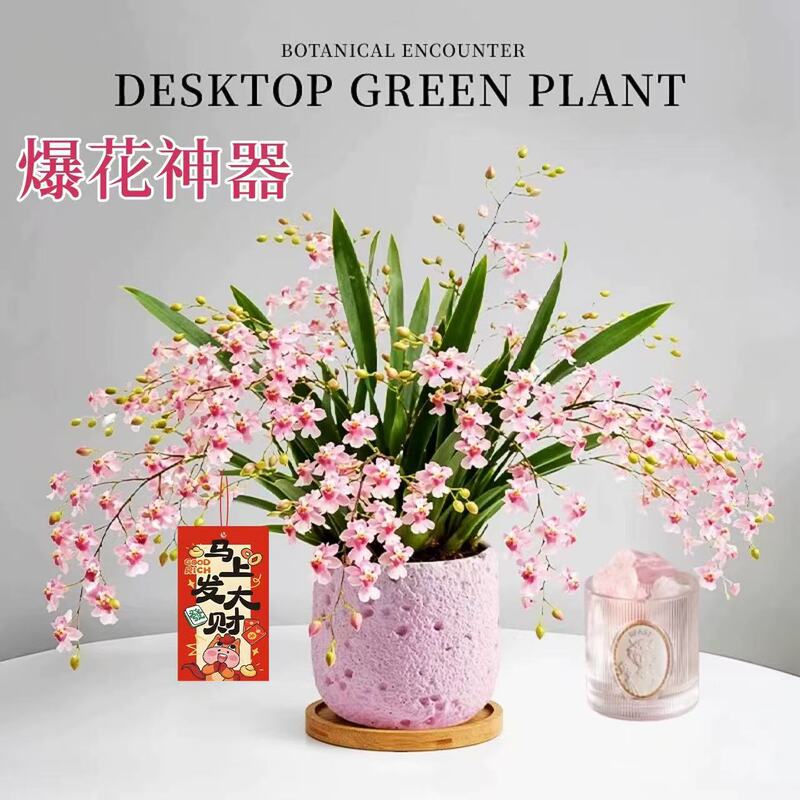 Perfume Dream Fragrance Oncidium with Flower Buds Potted Plant Office Desktop Small Green Plant Indoor Potted Plant Easy to Care for All Year Round