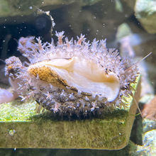 观赏螺除绿藻金环宝宠物角蝾牛眼净化海缸吃藻紫底星独立站速卖通