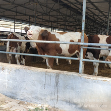 西門塔牛犢價格,肉牛圈養和散養,肉牛犢改良,利木贊牛價格