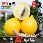 【顺丰速发】冬蜜牛奶黄晶果当季新鲜孕妇水果大果黄金果高端稀有