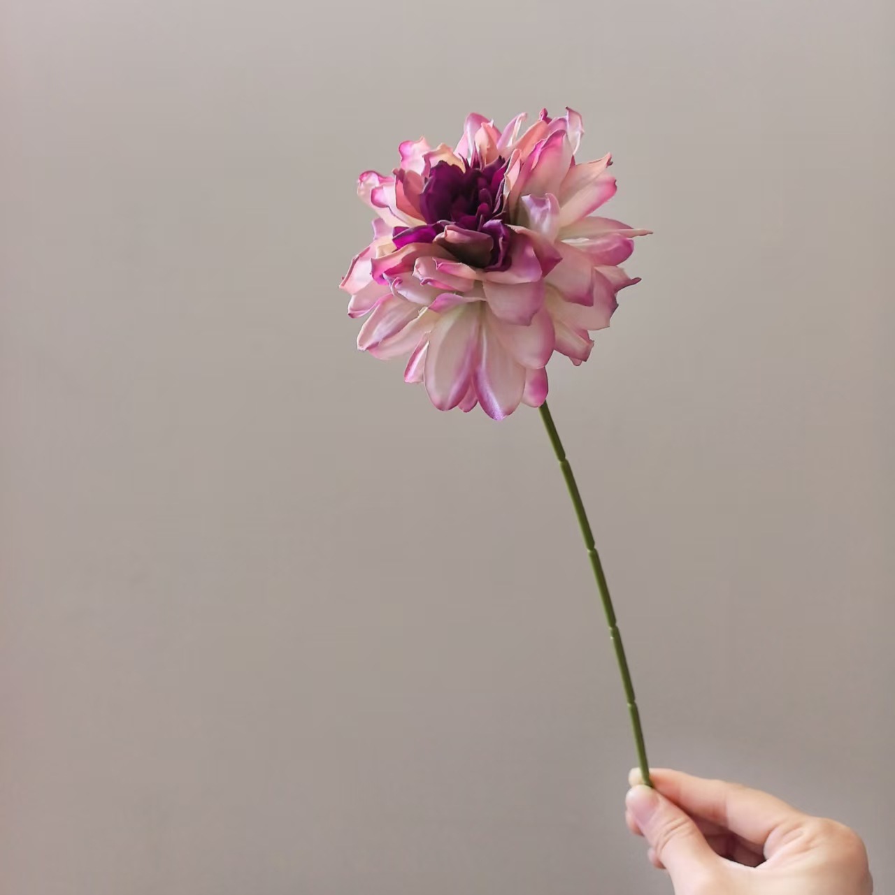 로즈 퍼플