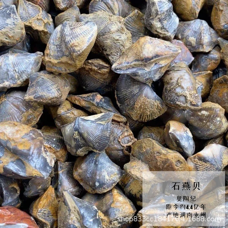 批发几十种天然古生物化石标本贝类珊瑚海胆菊石海螺儿童地质教学