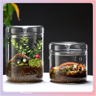 Micro Landscape Glass Cover Ecological Moss Plant Office Creative Microscopic Potted Bonsai Glass Mini Dew Cup