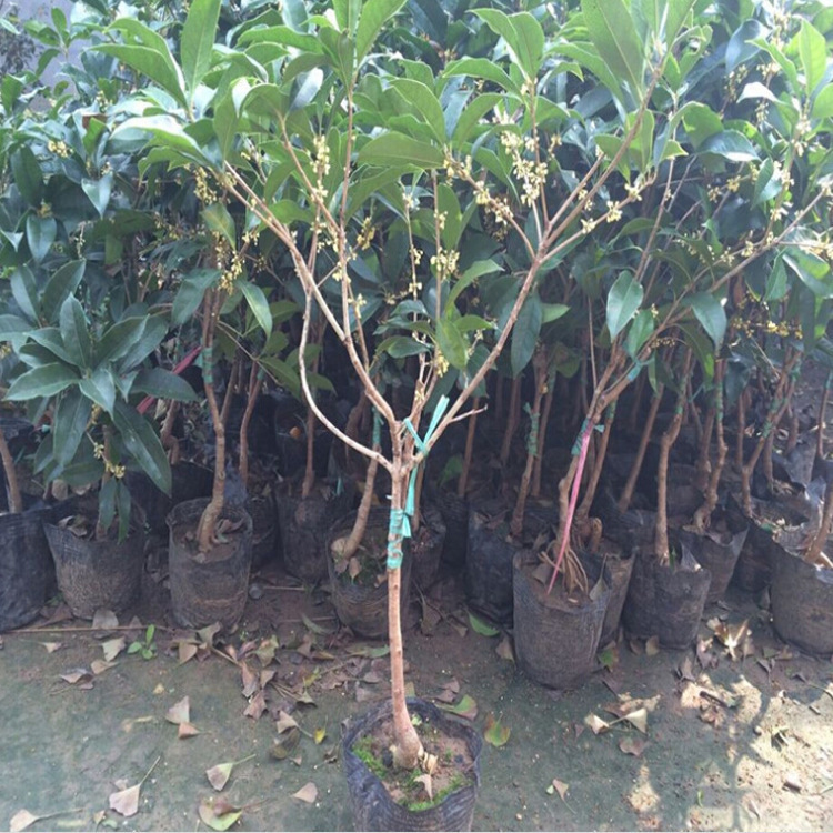 桂花树苗四季桂大型原生地栽盆景老桩庭院带花苞大型丹桂实生金桂