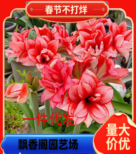 Dutch Amaryllis Imported Large Double-Petaled Bulbs Blooming in All Seasons Flower Potted Indoor Plants Wholesale