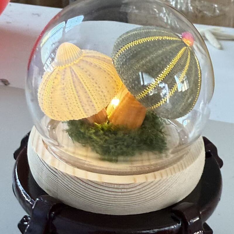 DIY Sea Urchin Shell Night Light Ins Lamp Mushroom Lamp Handmade Souvenir Gift for Best Friend and Girlfriend Birthday Wedding Gift DIY Sea Urchin Shell Night Light Ins Lamp Mushroom Lamp Handmade Souvenir Gift for Best Friend and Girlfriend Birthday Wedding Gift