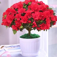 �ļ����N�����Ԏ������t���N�������Ϙ��L�ۻ����҃ȿ͏d�_��ֲ��