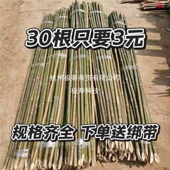 竹竿菜园搭架蔬菜黄瓜番茄豆角架杆竹篱笆栅栏小竹子细竹竿爬藤架